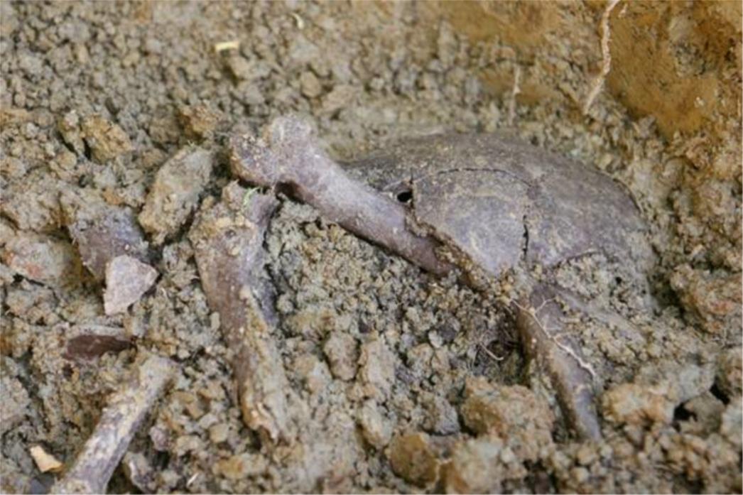  Rekonstrukcijom kuće pronađena tri ljudska kostura!