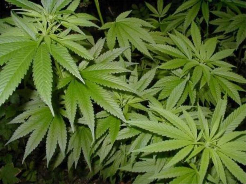 Amerikanci protiv legalizacije marihuane u Kaliforniji