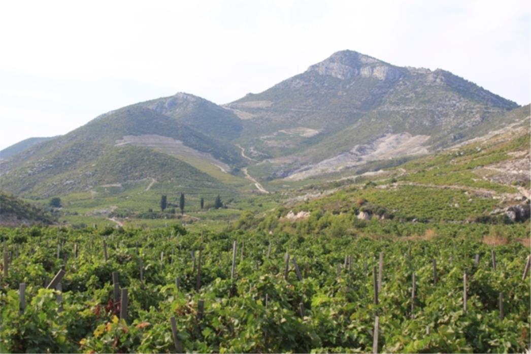 Obljetnica 45 godina zaštićenog vina Postup: Dođite i zabavite se u dobru čašicu!