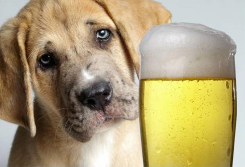 Danci smislili recept za pivo namjenjen - psima