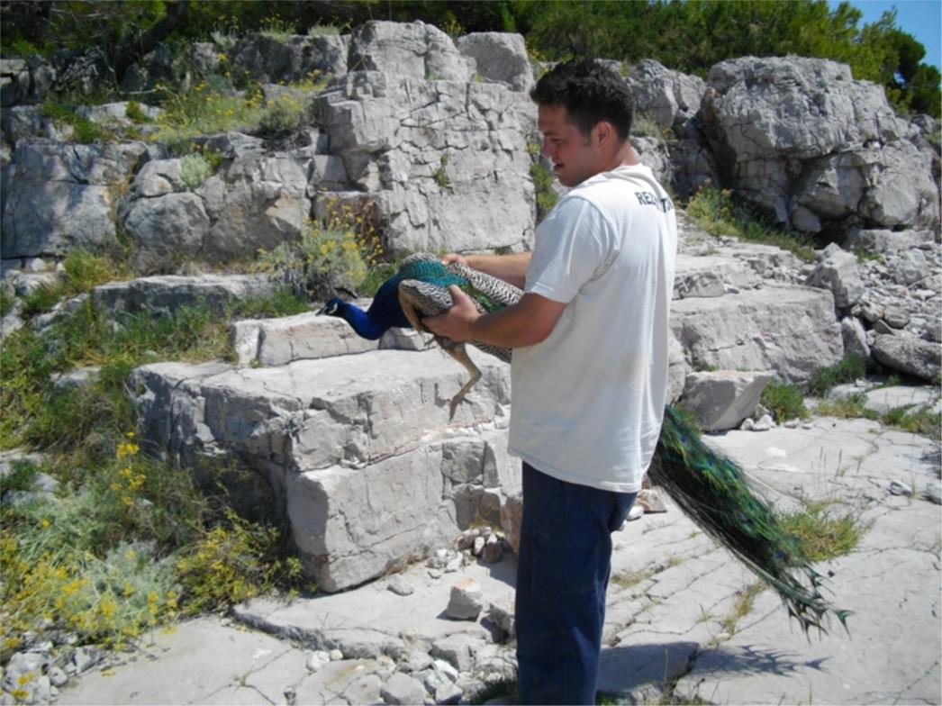 PRAVA ATRAKCIJA: Pogledajte kako su djelatnici Rezervata Lokrum spasili ozlijeđenog pauna (FOTO)