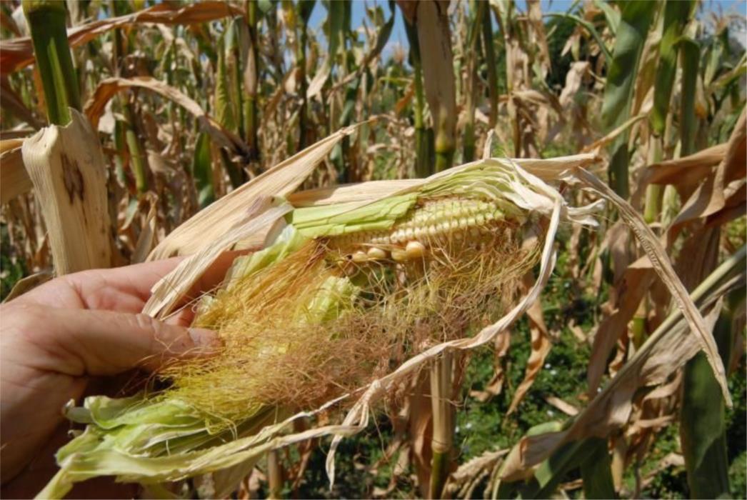 Europska komisija odobrila je GMO kukuruz u Eurozoni! 