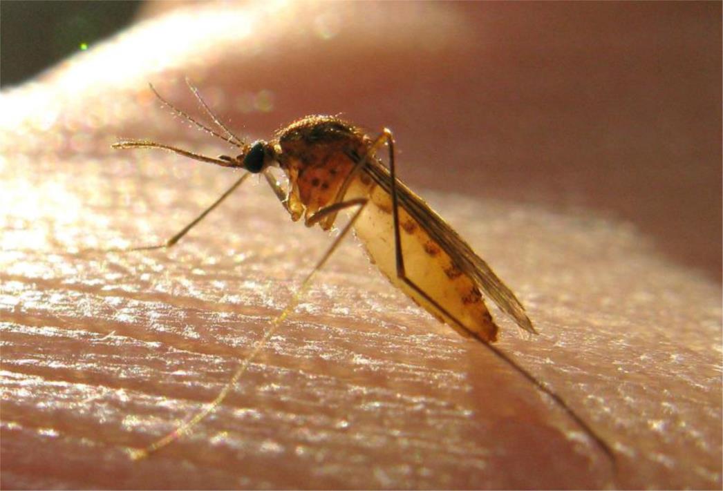 VIRUS ZAPADNOG NILA:  U Hrvatskoj 11 oboljelih, zarazu prenose komarci