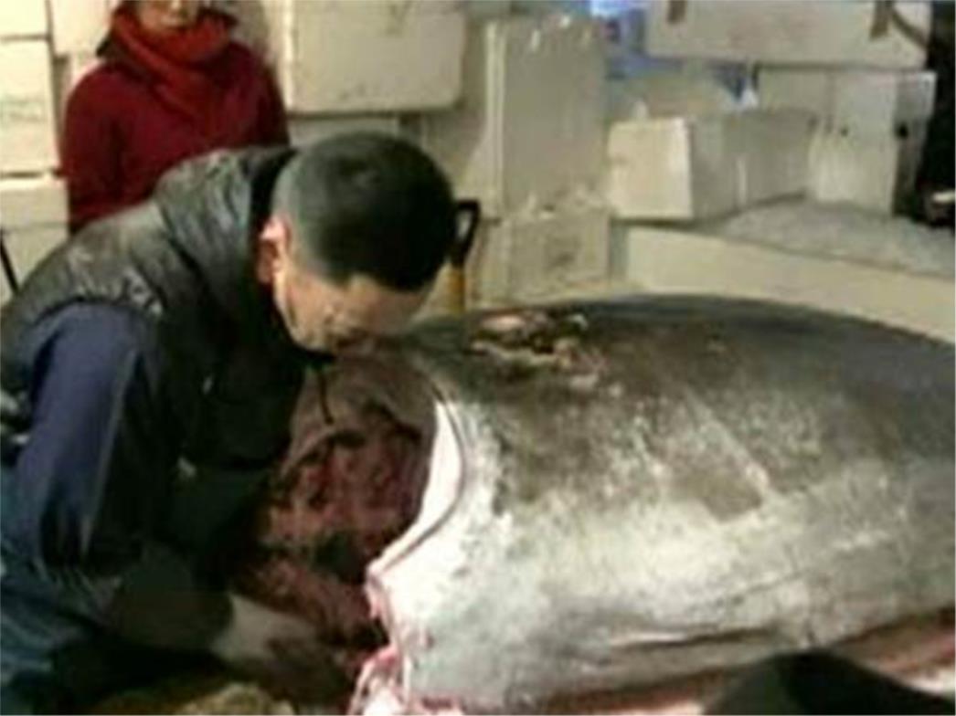  divovska tuna prodana za 396.000 dolara 