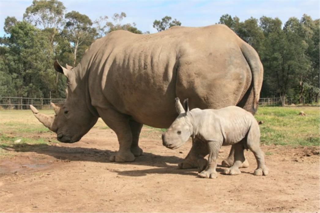 FOTOGRAFIJA DANA: Mali nosorogić u šetnji s mamom 