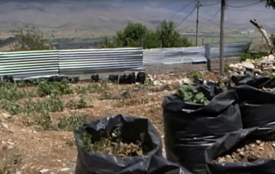 POSAO CVATE Vrte milijarde, njihove plantaže zelenog    zlata čuvaju naoružani čuvari (VIDEO)