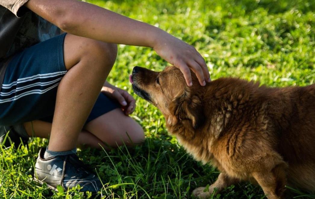 Koji je  ljubimac idealan za vaše dijete: ribica, mačka, pas ili?