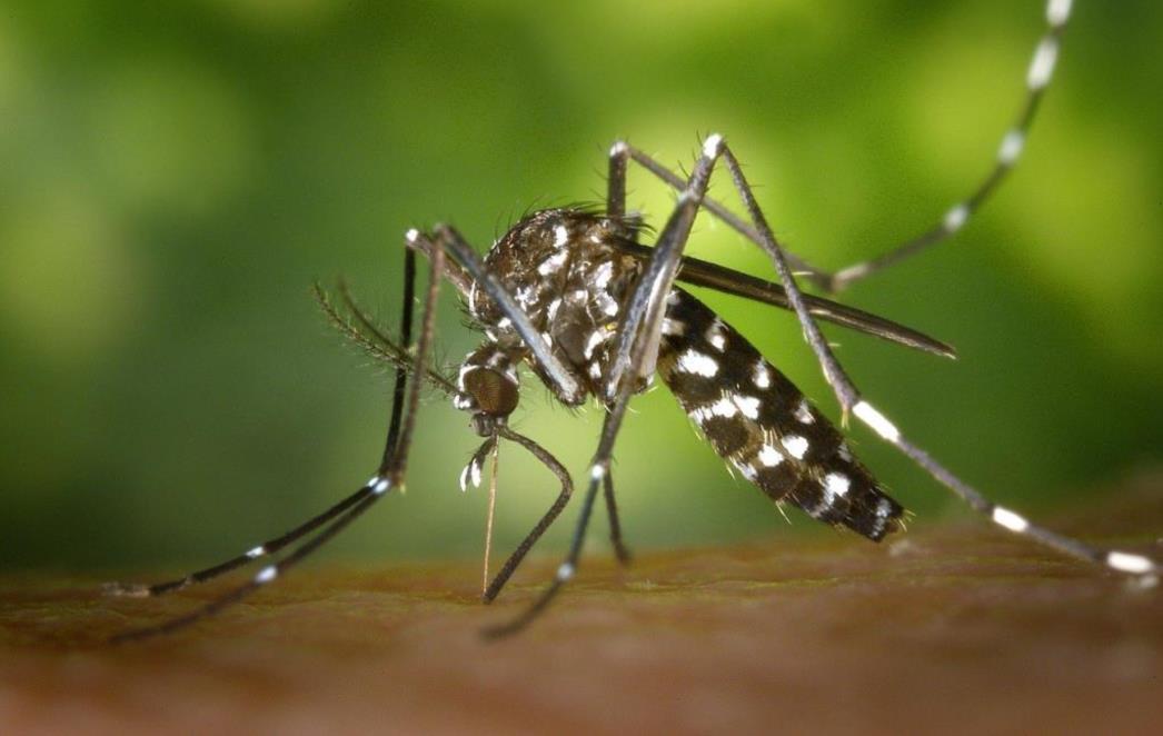 Mogu li komarci prenijeti koronavirus na ljude?