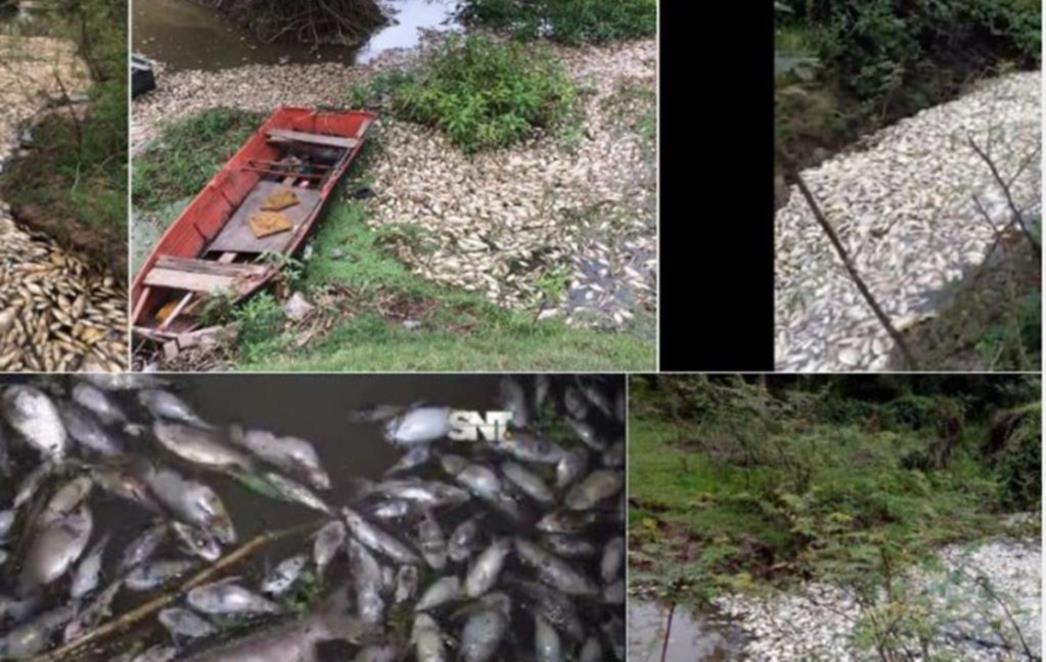 NEOBJAŠNJIVO: Mještani u rijeci zatekli užasan prizor (FOTO/VIDEO)