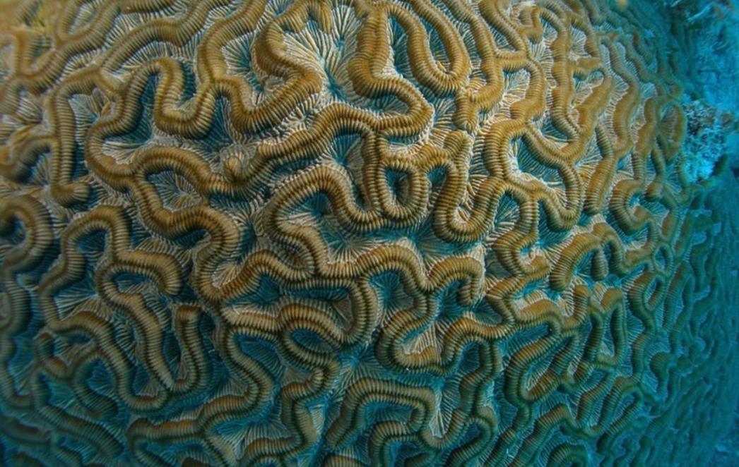 Neurokirurg iz Rijeke stvara cjepivo protiv najmalignijeg tumora na mozgu