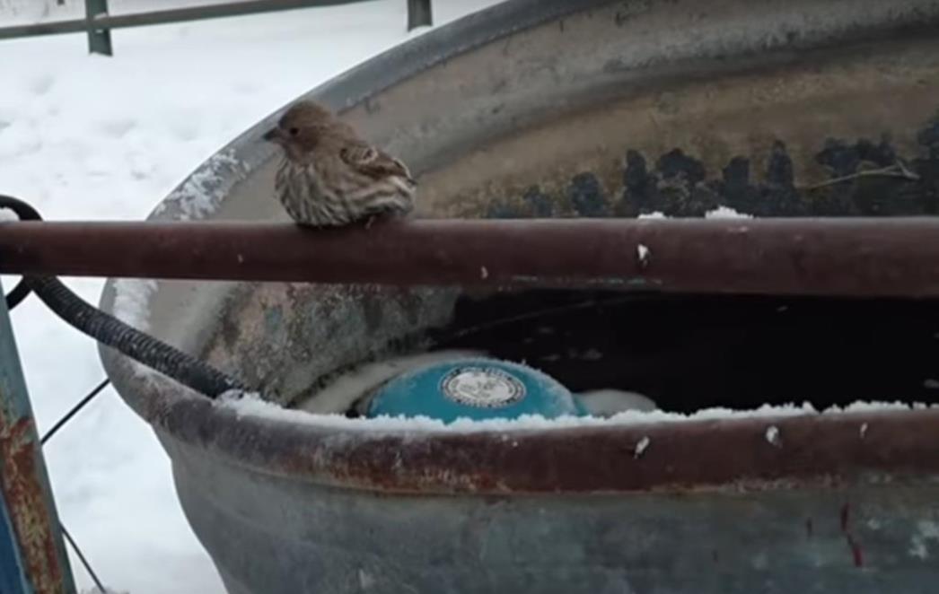POGUBNA HLADNOĆA Vrapčiću se noge zaledile             za metalnu cijev,    ali on ga je uspio spasiti (VIDEO)