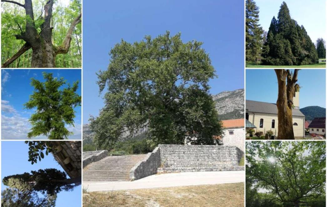 Započinje natjecanje Hrvatsko stablo 2021. godine