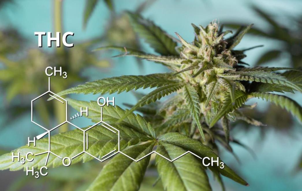 ISTRAŽIVANJE: THC u kanabisu mogao bi pomoći u prevenciji i liječenju smrtonosnih komplikacija COVID-19 blokiranjem štetnog imunološkog odgovora