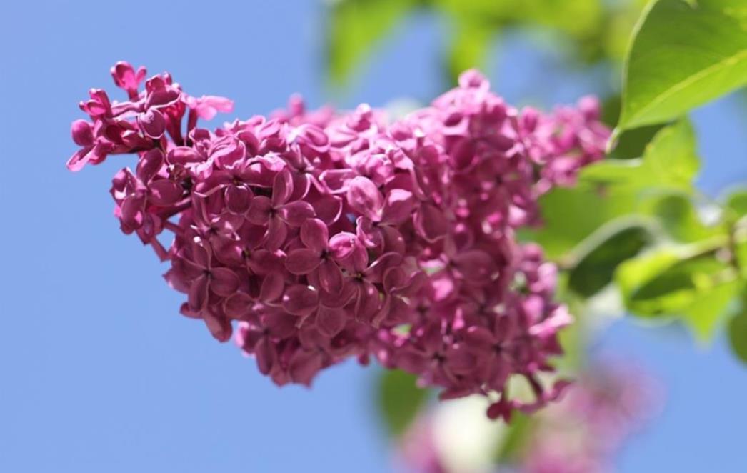 Ljekovita svojstva jorgovana