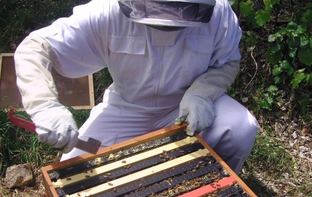 OD UPALE GRLA DO HEMOROIDA Čudo prirode staro tisuće godina koje liječi razne tegobe