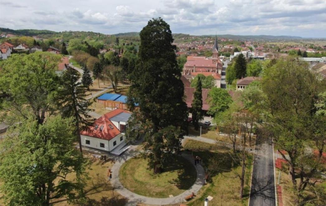 Izabrano Hrvatsko stablo 2021. godine