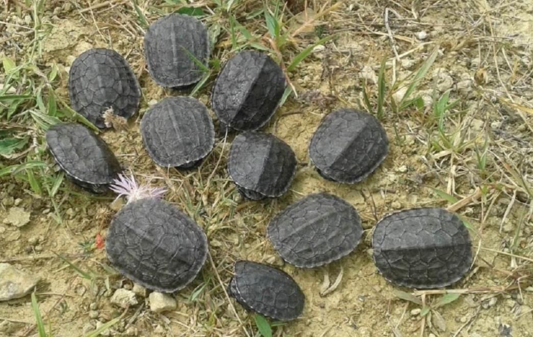 Projekt Zaštite riječne kornjače