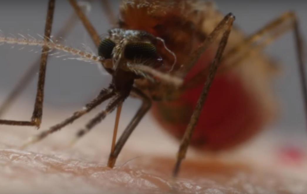 Sad ćete ih mrziti još više: Pogledajte kako nam komarci prodiru kroz kožu (VIDEO)