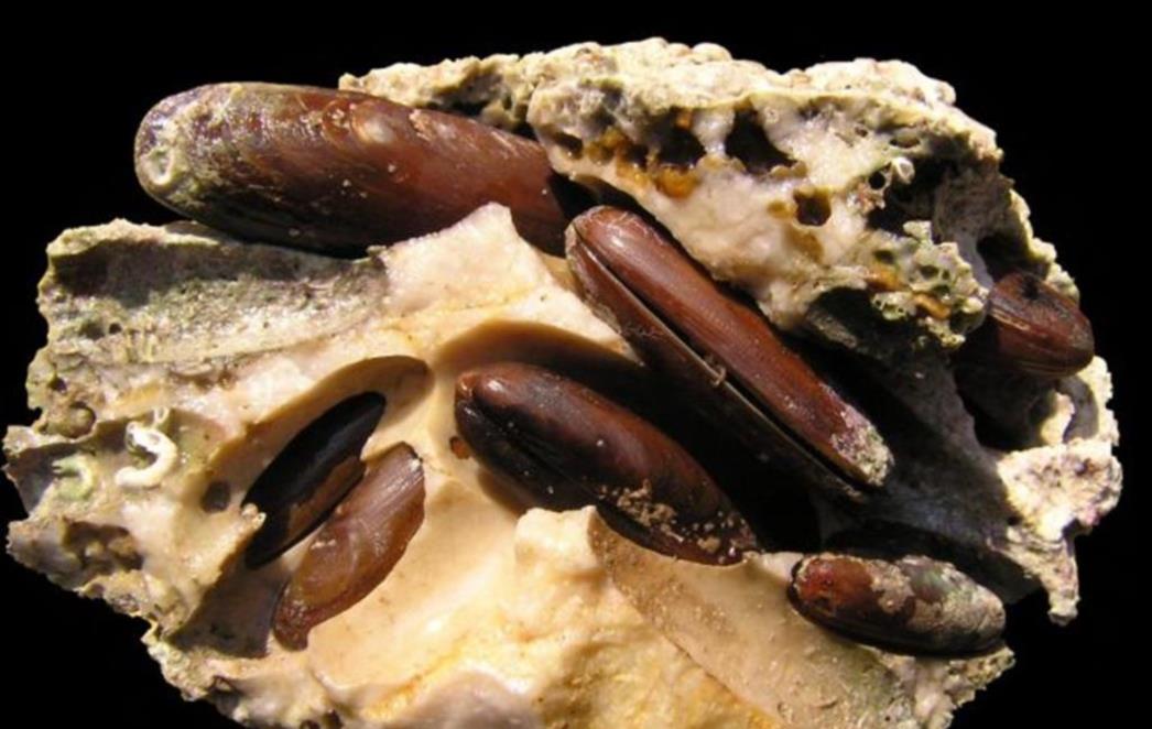 VAĐENJE PRSTACA Evo zašto su zabranjena delicija našeg mora