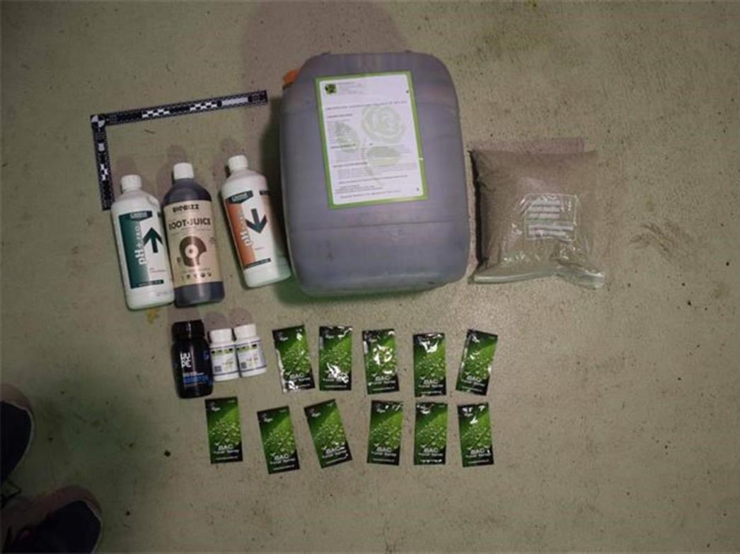 Prevozili 1096 sadnica biljke Cannabis Sative