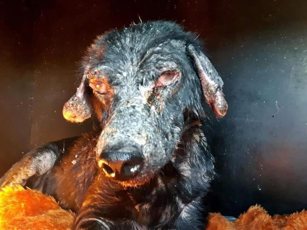 FINSKA UDRUGA OBJAVILA UZNEMIRUJUĆE FOTOGRAFIJE: Željeli smo pomoći Žarkovici, ali dobili smo trajnu zabranu ulaska u sklonište koju nam je dala Sandra.