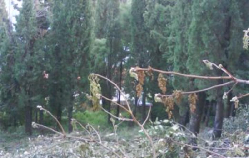 Na lapadskoj šetnici sijeku se stabla!
