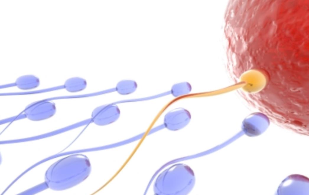 Imaju li inteligentniji muškarci bolju spermu?