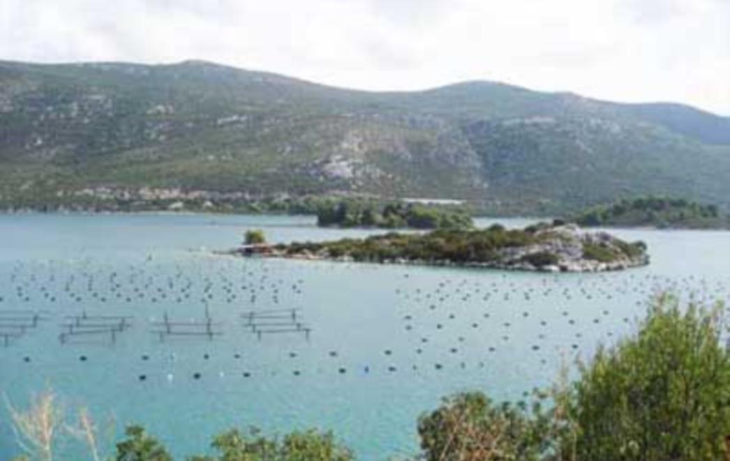 Malostonski zaljev u panici: Školjke zatrovane