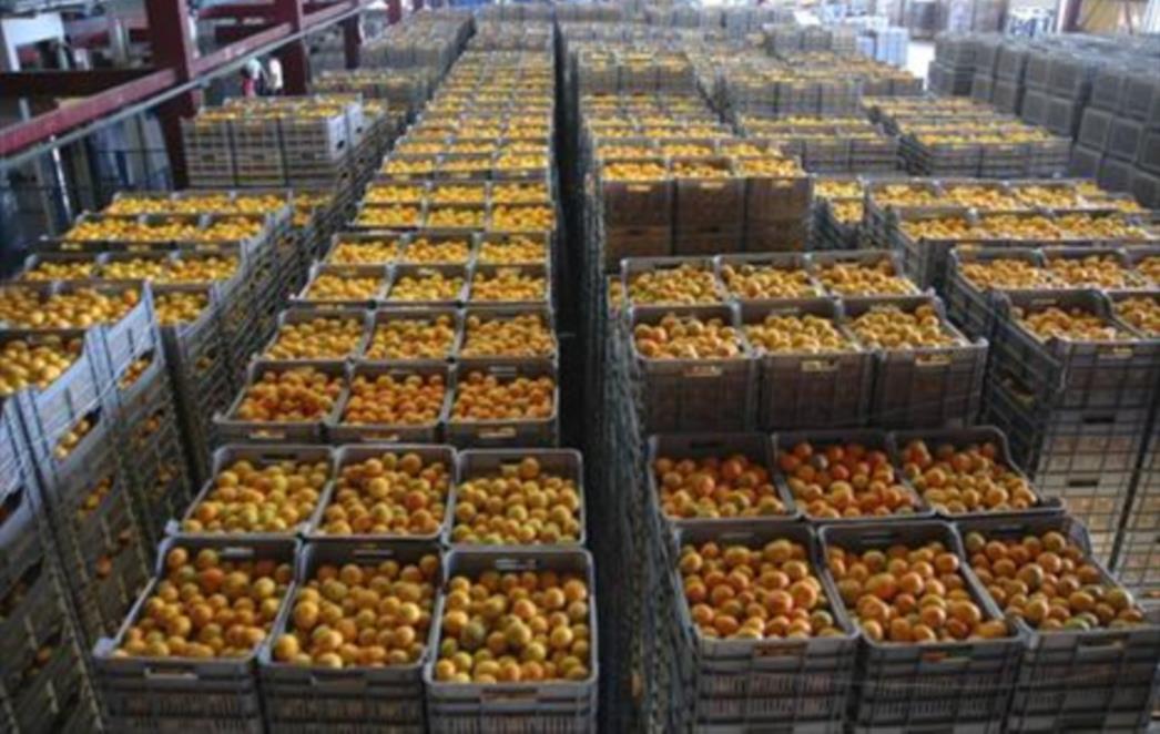 I TO SE DOGAĐA: Odbili donaciju neretvanskih mandarina, jer ih nema tko podijeliti?