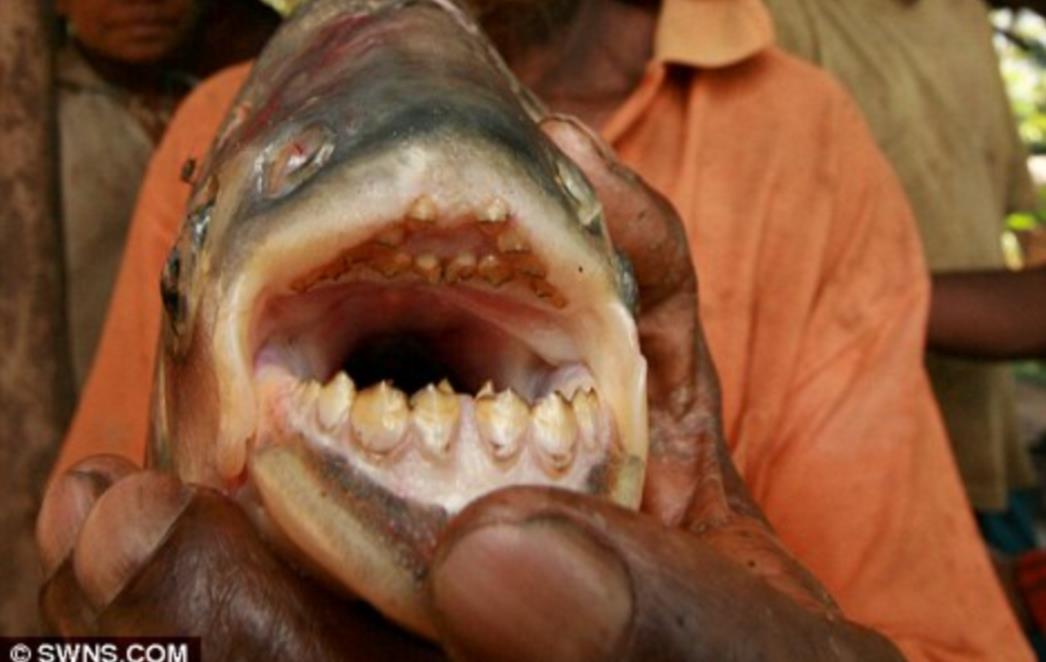   Kad riba osramoti ribiča