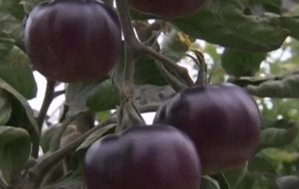 U Izraelu rastu crne rajčice