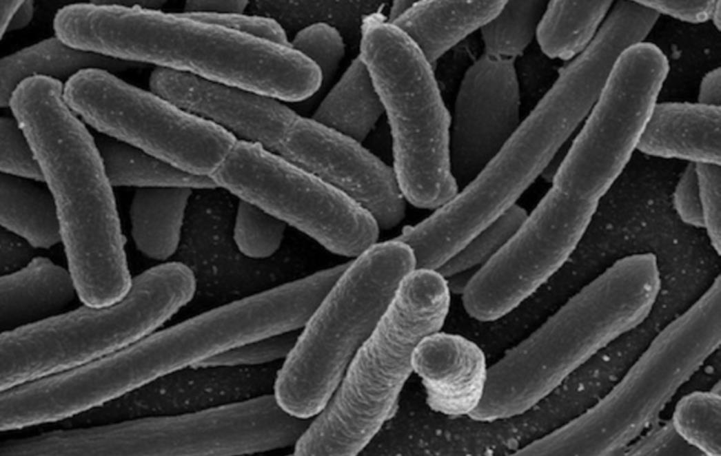 Ne jedite sirovo povrće: E. coli odnijela i prvu žrtvu izvan sjeverne Njemačke