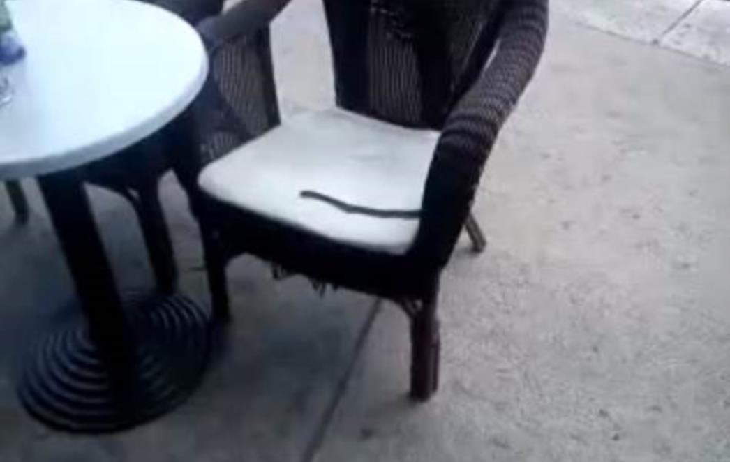 VIDEO: Na kavi na šibenskoj špici pojavila se i - zmija