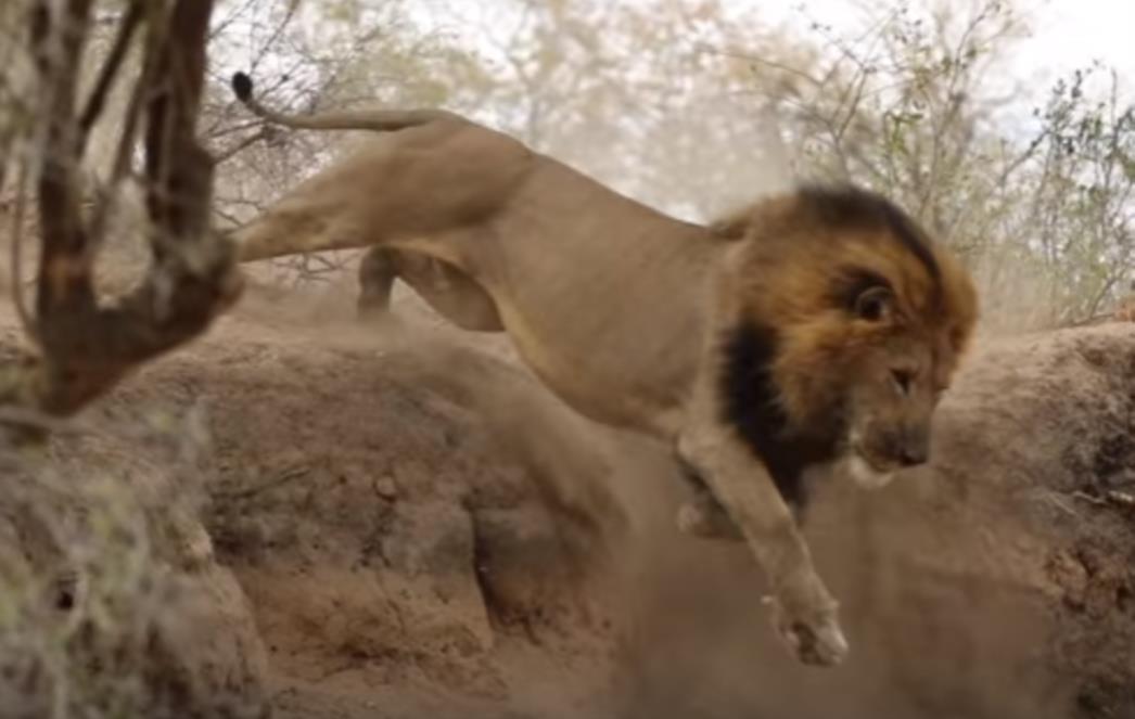 TAKO  OPASNI  A  IPAK  POSTOJI  NEŠTO  ČEGA  SE  BOJE  Ne  možete   ni   zamisliti   što   to   planinskim   lavovima  tjera   strah   u  kosti