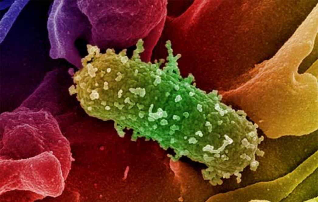 Otkrivena   super  bakterija  otporna  na  sve antibiotike