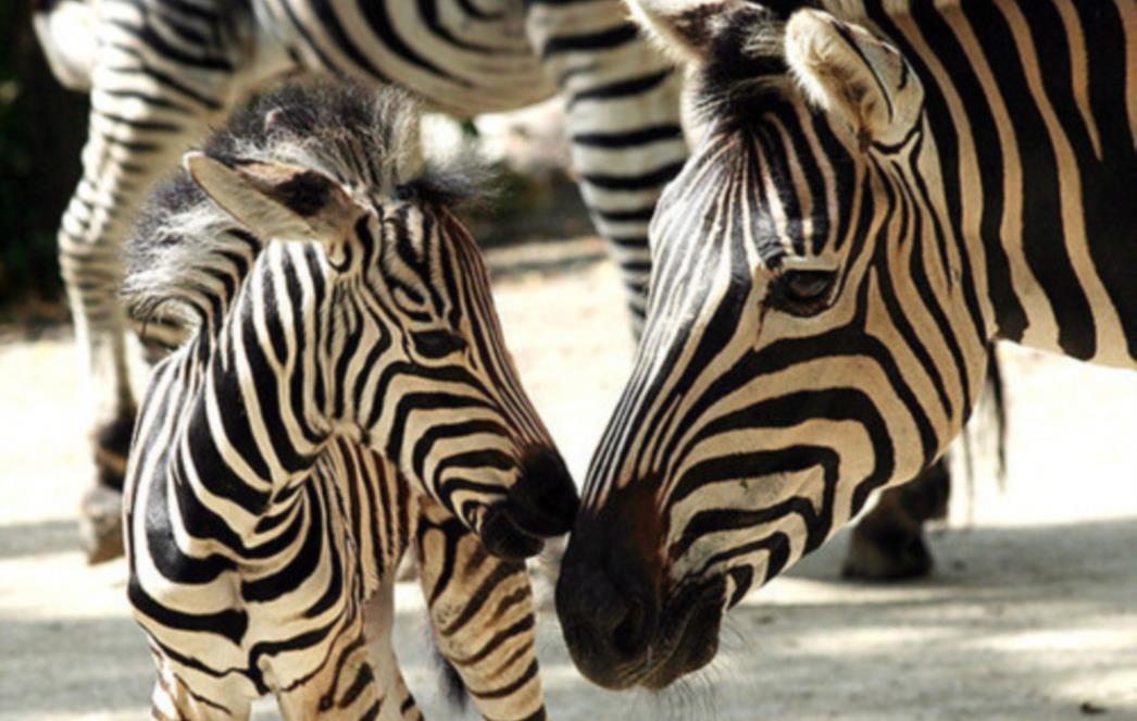 FOTOGRAFIJA DANA: Zebre posvuda
