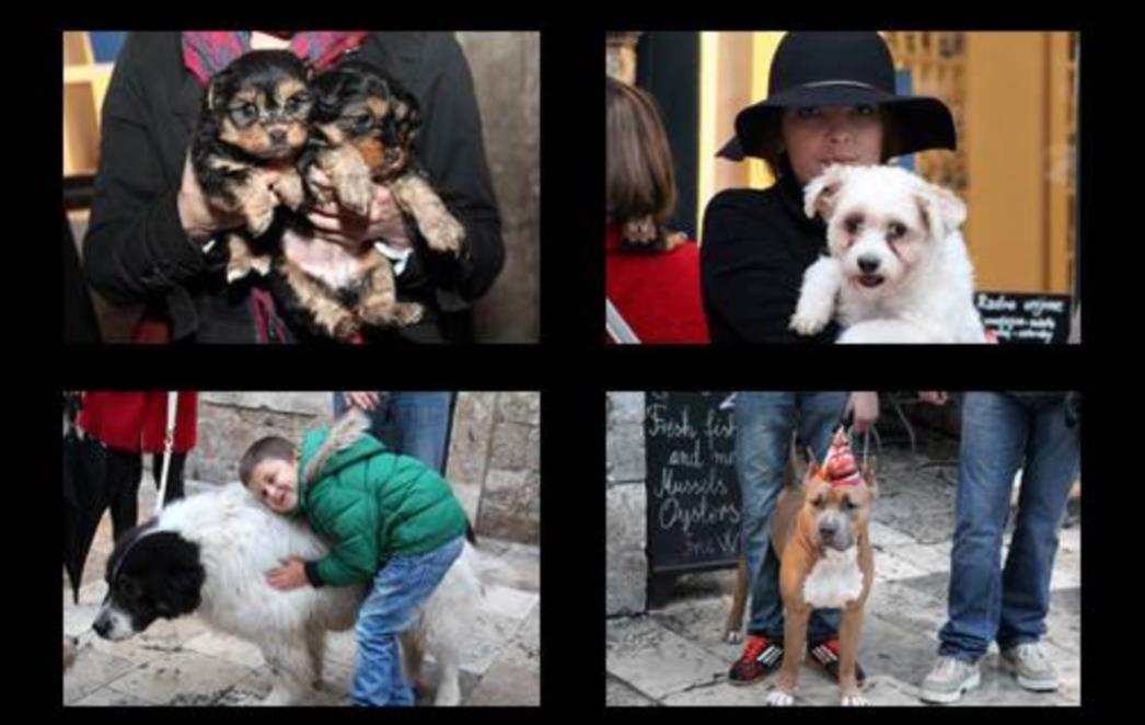 MIMOHOD ŠAPICA SA ŽARKOVICE NA STRADUNU: Volonteri poručili - Dosta nam je! Trinaest godina čekamo na azil! (FOTOGALERIJA)