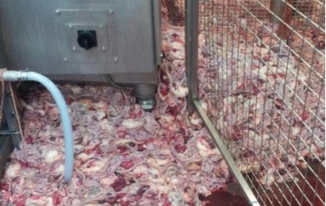 Skandalozno otkriće: Piletina zaražena smrtonosnom bakterijom? (FOTO/VIDEO) 
