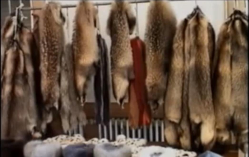 GUCCI  ODBACUJE  KRZNO  Još  jedno  svjetsko  ime  odlučilo  se  za  humaniju  modu