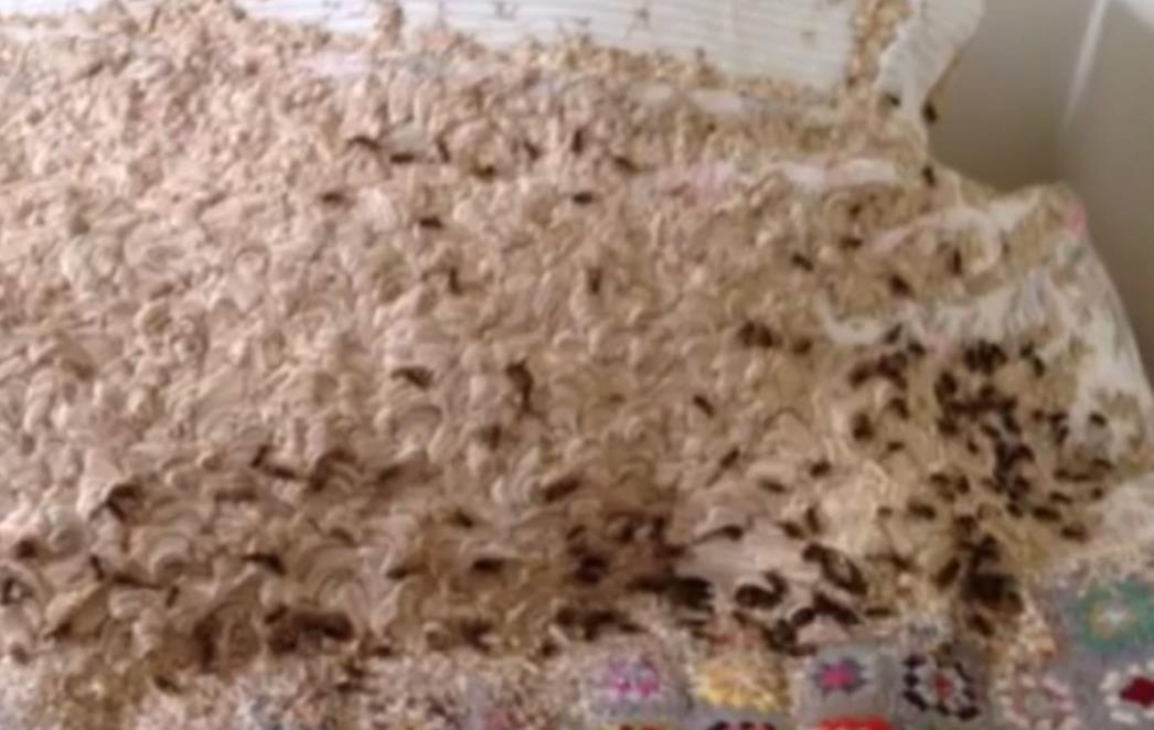 Na krevetu pronašla golemo gnijezdo sa više od 5.000 osa