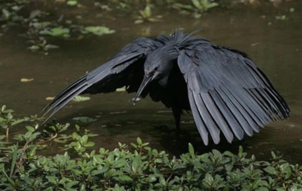 FOTOGRAFIJA DANA: Ptica uhvaćena u lovu