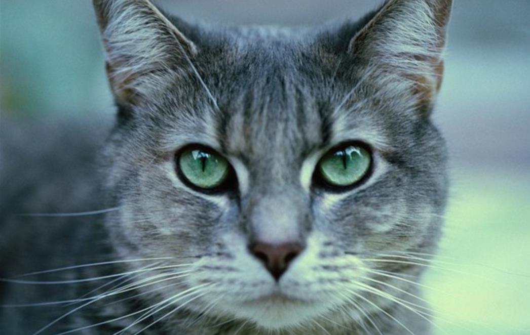 Mislite da se mačke uvijek dočekaju na noge?