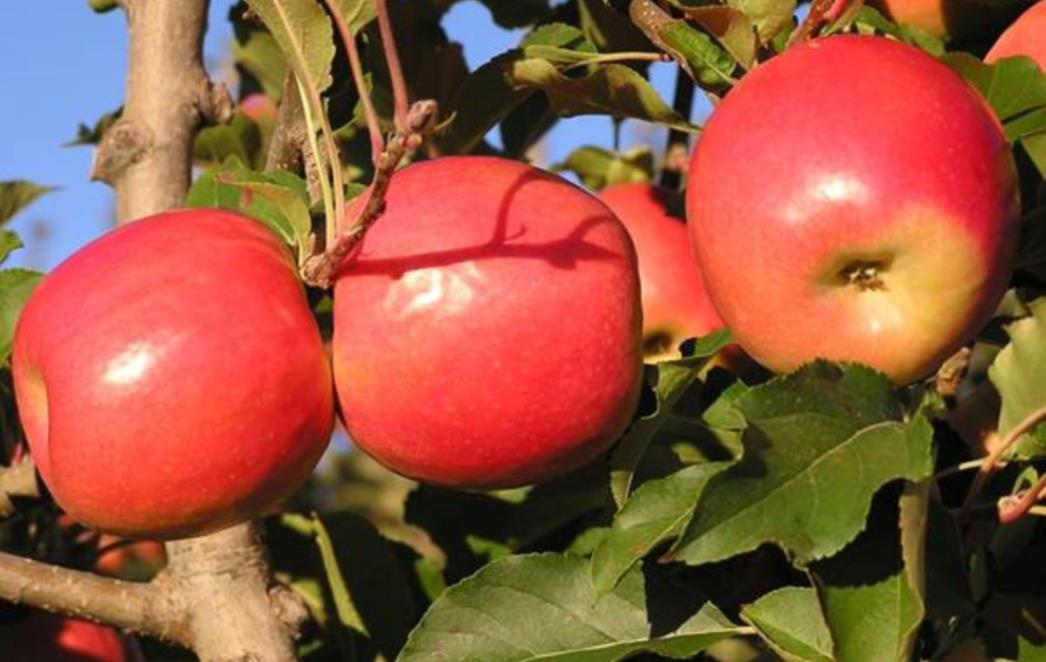 Jabuke: Plodovi rajskog vrta za vaše zdravlje i užitak