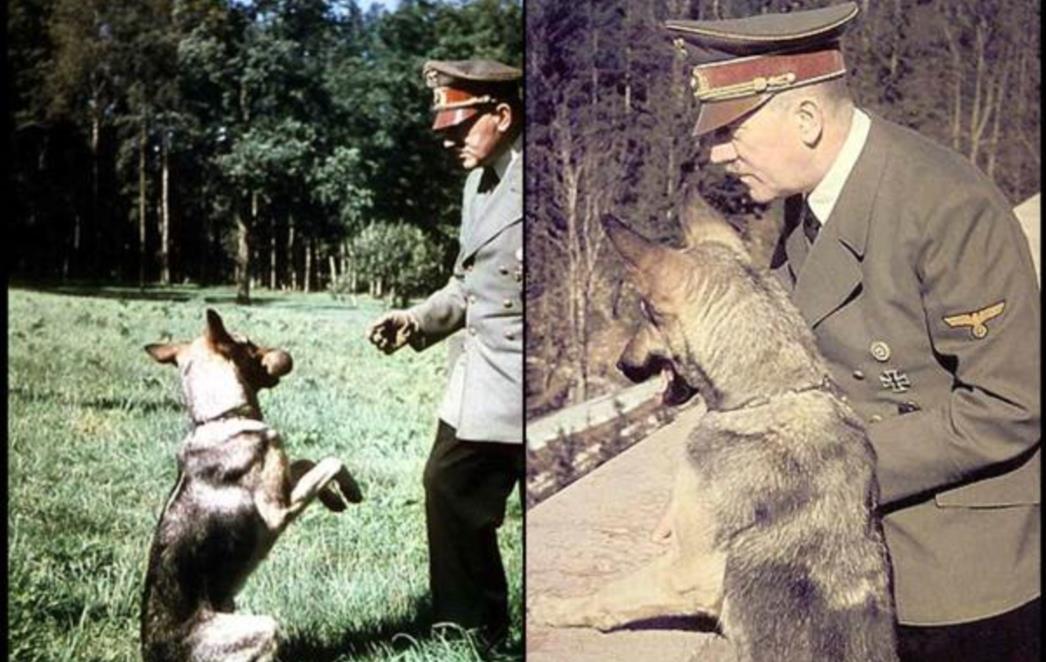 Hitlerovo oružje: Nazi psi koji govore, pišu poeziju i dobrovoljno se javljaju u vojsku