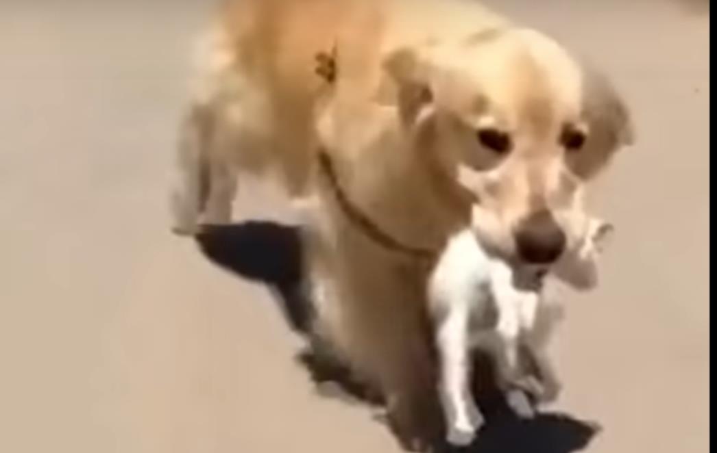 KUČAK PRONAŠAO MAČIĆA NA ULICI Donio ga kući i spasio mu život (VIDEO)