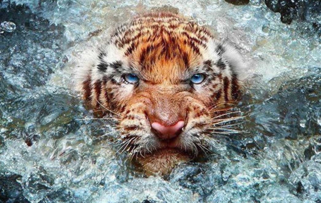 FOTOGRAFIJA DANA: Tigar 