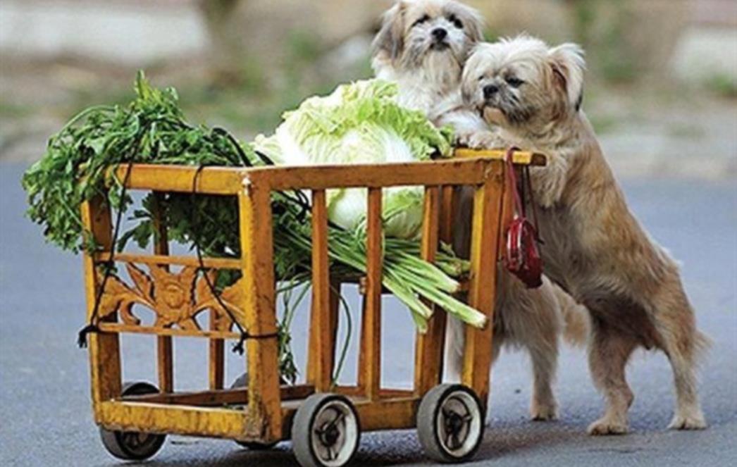 FOTOGRAFIJA DANA: Vegetarijanstvo