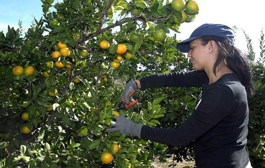 Nakon što ovo pročitate, više nikada nećete bacati koru mandarine!