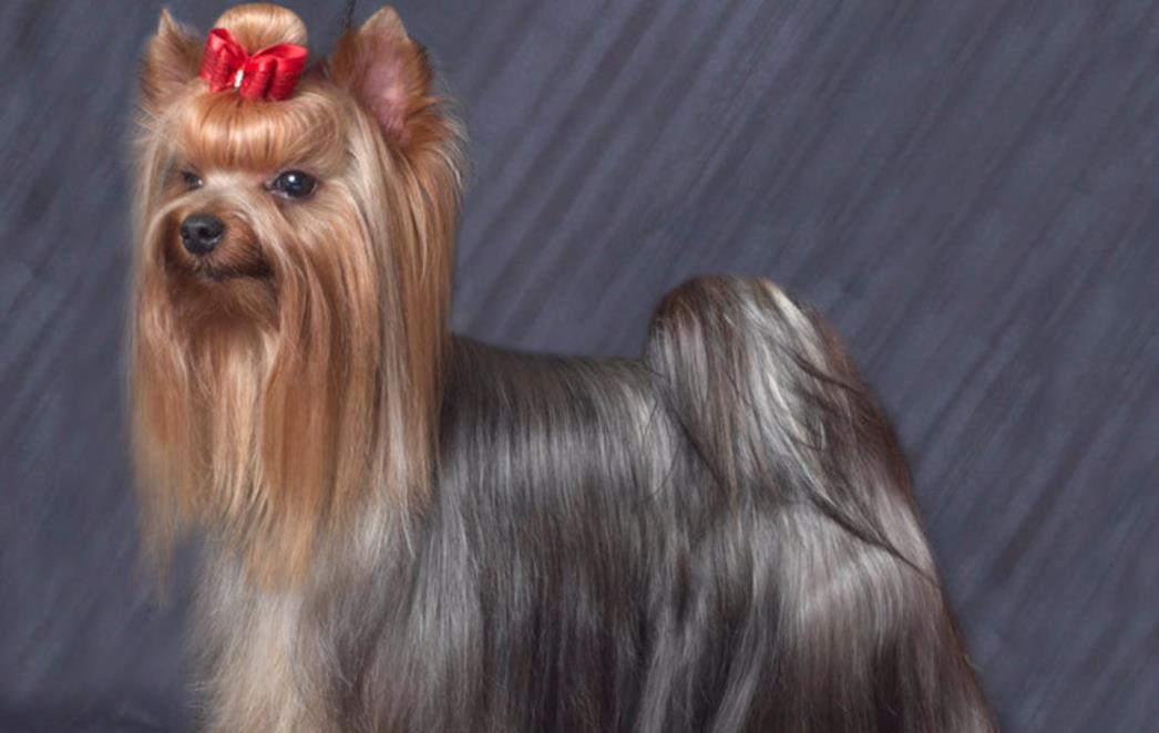 KOLUMNA SELME ČAČE: Jorkširski terijer,mali pas velikog srca (FOTO)