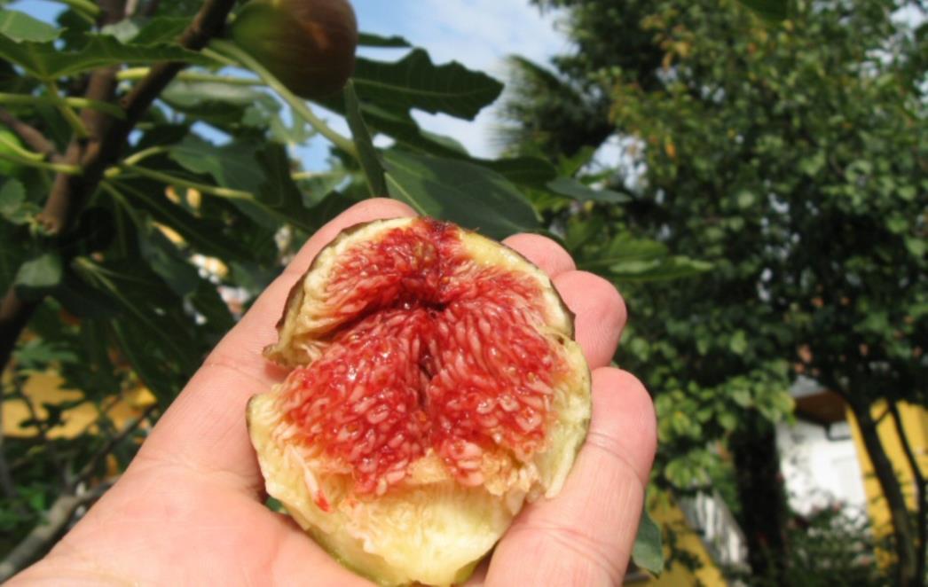 SMOKVA  NIJE VOĆE, ONA JE CVIJET: U svakoj je jedna osa - znate li to? 